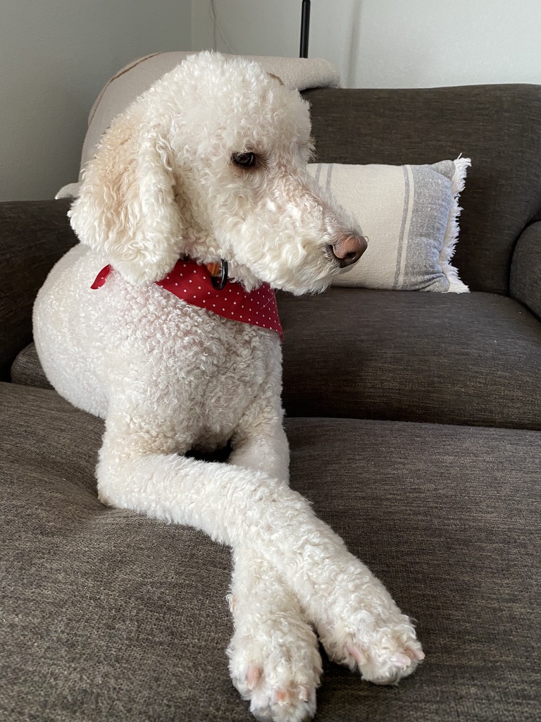 Poodle with red bandana