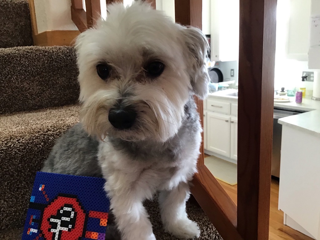 Cute terrier mix
